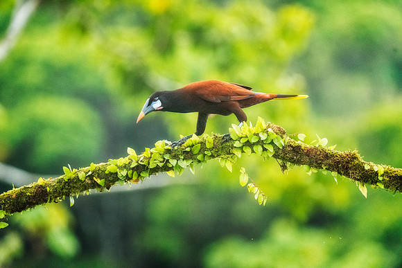Montezuma Oropendola