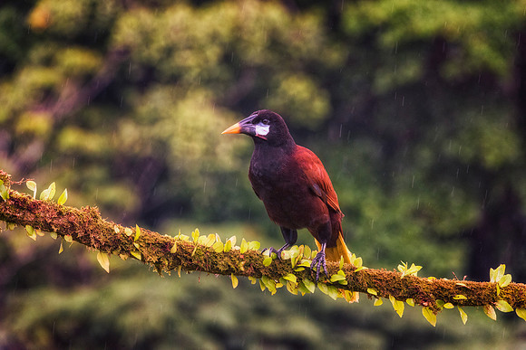 Montezuma Oropendola