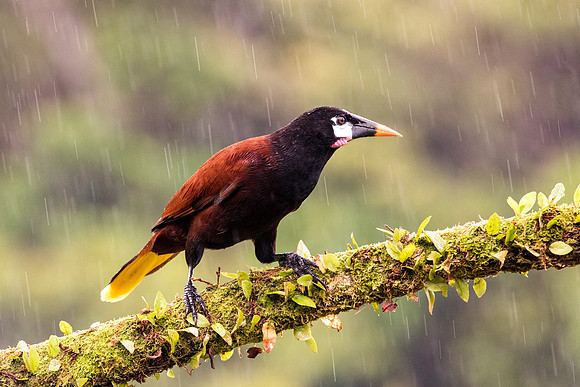 Montezuma Oropendola