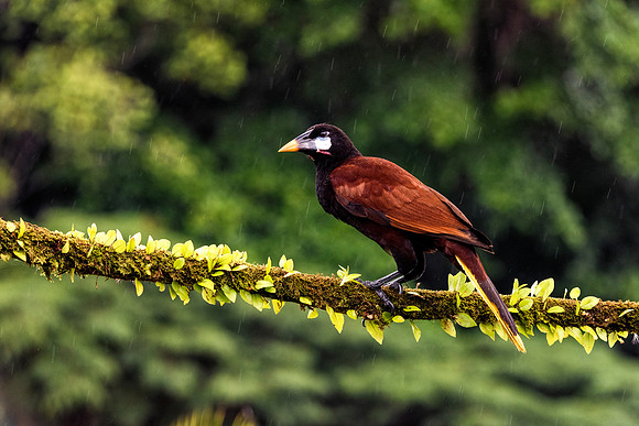 Montezuma Oropendola