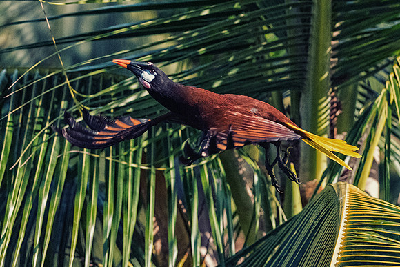 Montezuma Oropendola