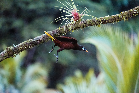 Montezuma Oropendola