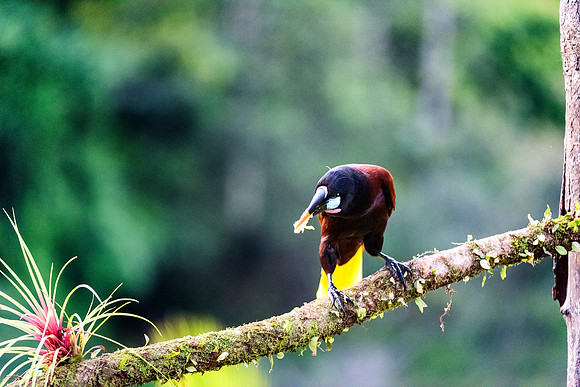 Montezuma Oropendola