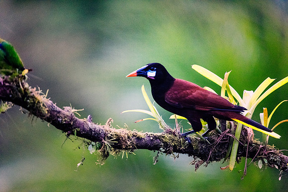 Montezuma Oropendola