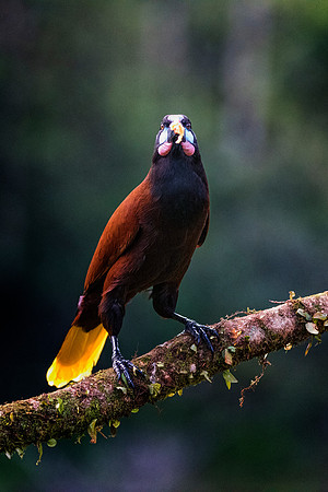 Montezuma Oropendola