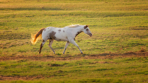 Paint Horse