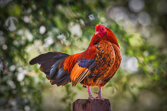 Small Rooster