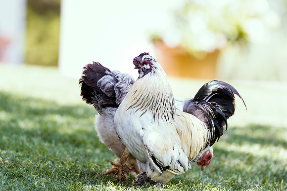 Fancy Rooster