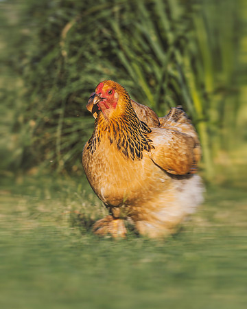 Running Hen