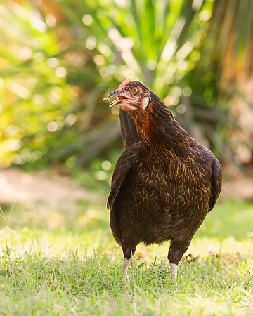 Hen