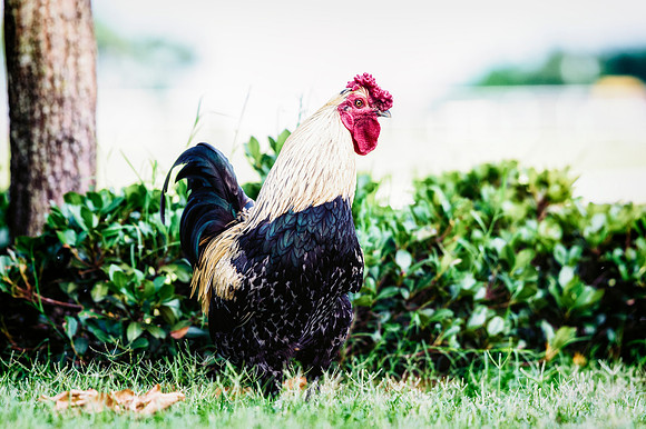 Rooster
