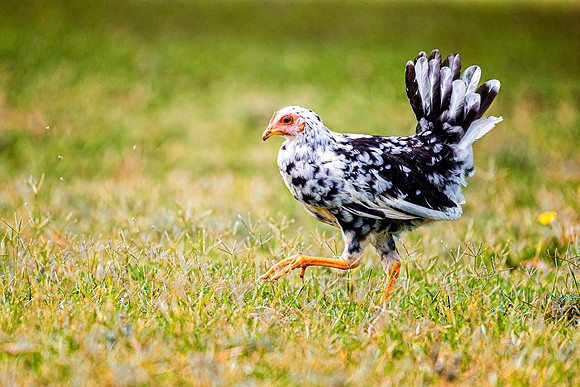 Little Hen
