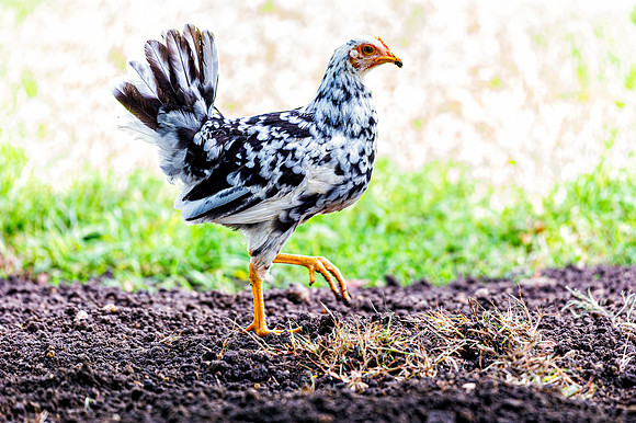 Little Hen