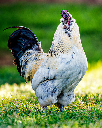 Fancy Rooster