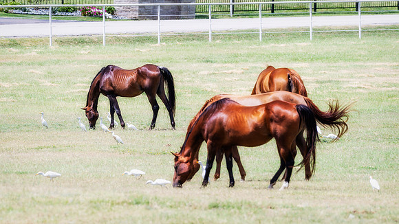 Happy Horses