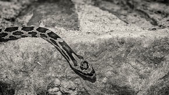 Rat Snake