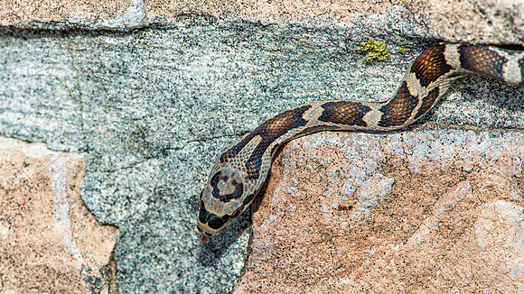 Rat Snake
