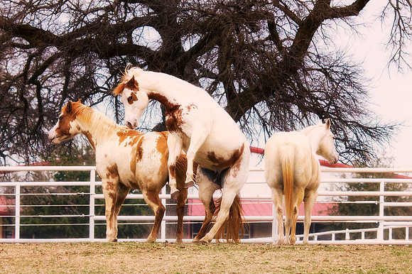Bertazzoni, Hollywood, Indians, Nikon, appaloosa, boots, boy, bridle, buckskin, circus, cow, far, "far west", horses, jockey, legs, main, mustangs, paint, palomino, pinto, prairie, quarter, race, sadd