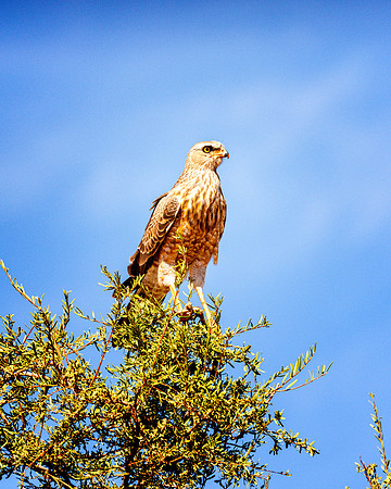 Juvenile Goshawk