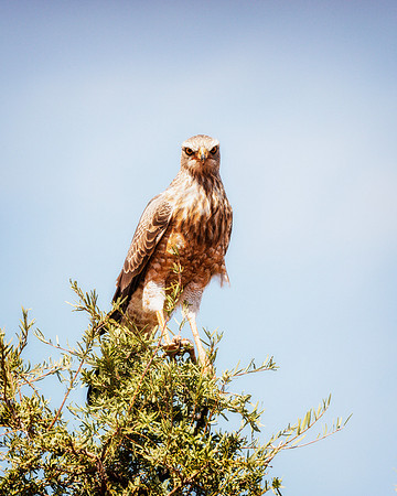 Juvenile Goshawk
