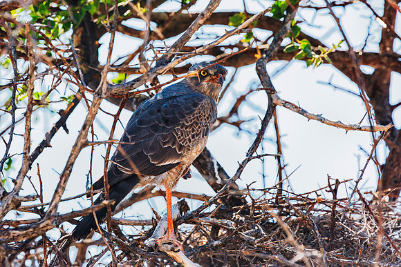 Ovambo Sparrowhawk