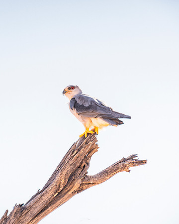 Black-Shouldered Kite