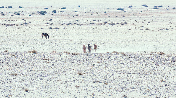 Namib Desert Horses