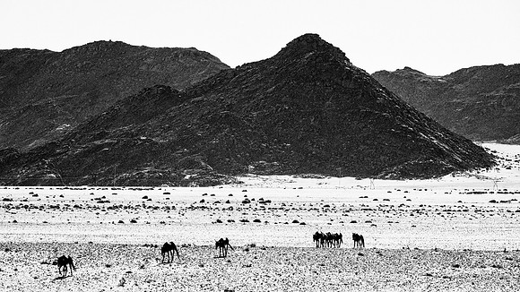 Namib Desert Horses
