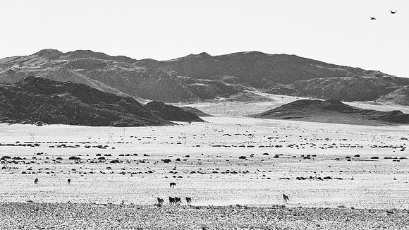 Namib Desert Horses