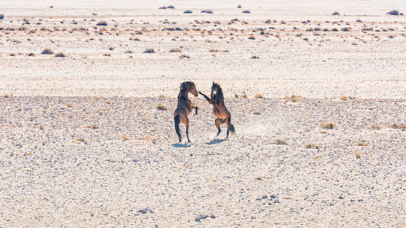 Namib Desert Horses