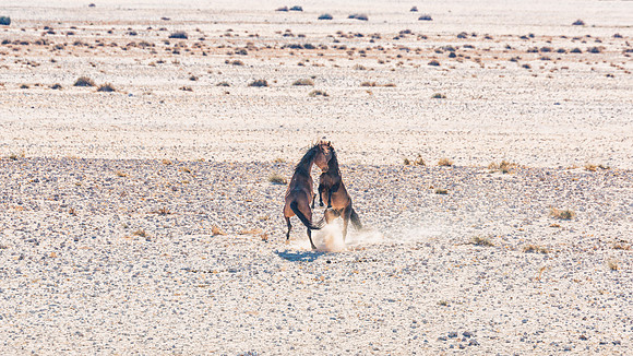 Namib Desert Horses