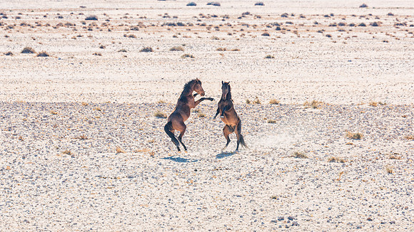Namib Desert Horses