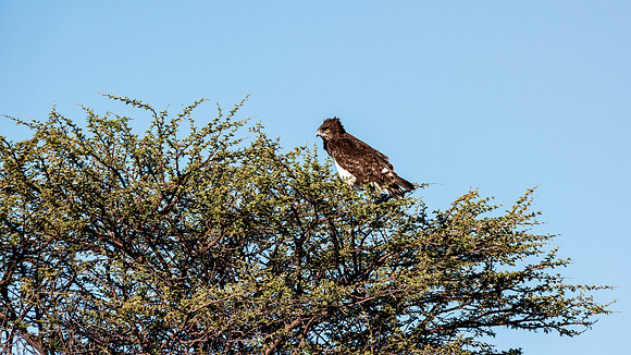 Black Chested Snake Eagle