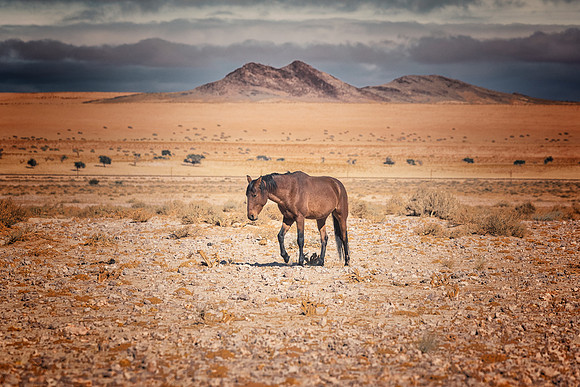 Namib Desert Horses