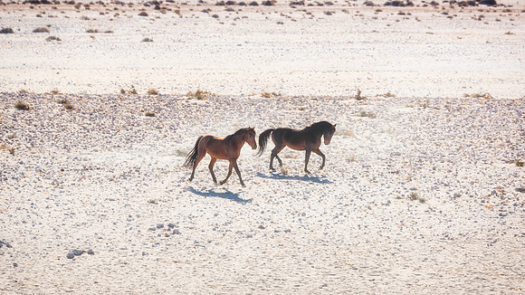 Namib Desert Horses