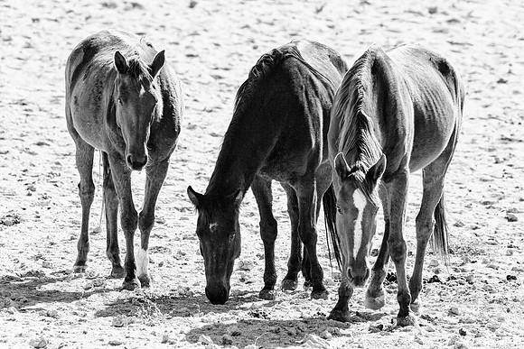 Namib Desert Horses
