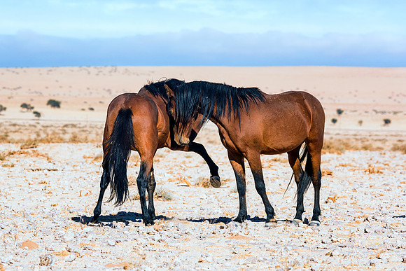 Namib Desert Horses