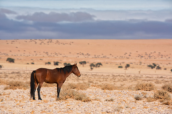 Namib Desert Horses