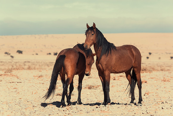 Namib Desert Horses