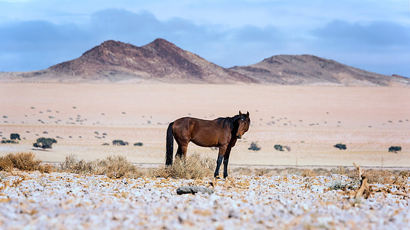 Namib Desert Horses
