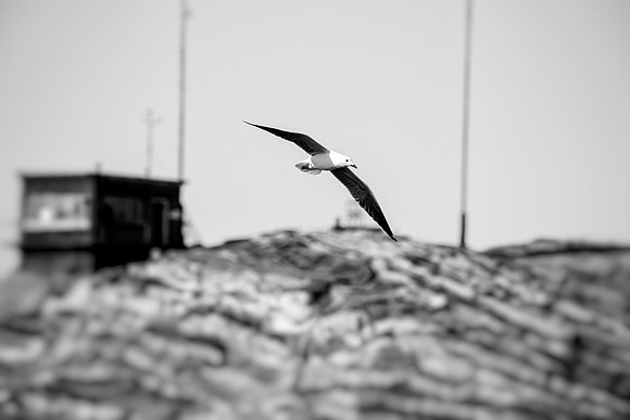 Kelp Gull