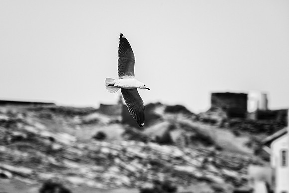 Kelp Gull