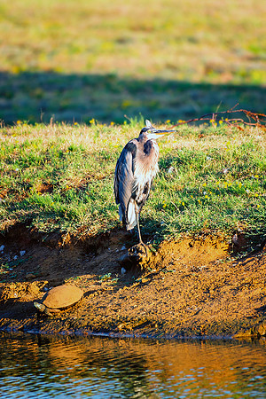 Great Blue heron