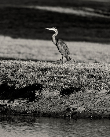 Great Blue Heron