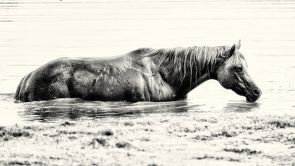 Swimming  Horses