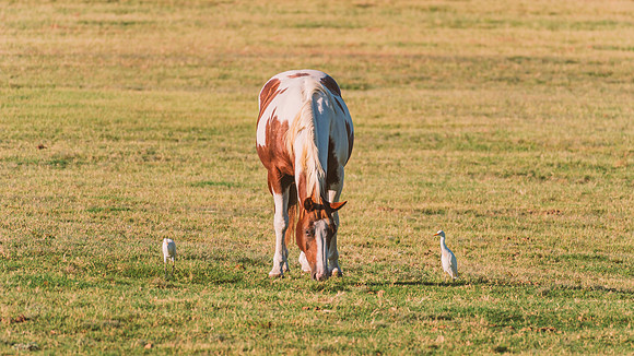 Paint Horse