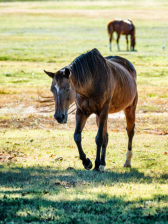 Horse Portrait