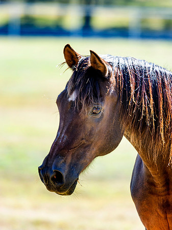Horse Portrait
