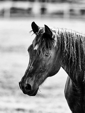 Horse Portrait