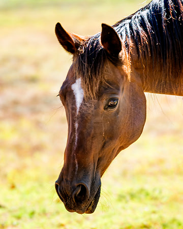 Horse Portrait